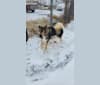 Photo of Link, a Siberian Husky  in Mountain Home, ID, USA
