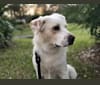 Tanner, a Great Pyrenees and Australian Cattle Dog mix tested with EmbarkVet.com