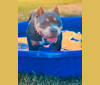 Penny-Mac, an American Bully tested with EmbarkVet.com