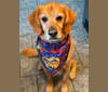 Keeper, a Golden Retriever and Catahoula Leopard Dog mix tested with EmbarkVet.com