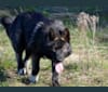 Stanley, a German Shepherd Dog and Alaskan Malamute mix tested with EmbarkVet.com