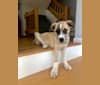 Miller, a Great Pyrenees and Mountain Cur mix tested with EmbarkVet.com