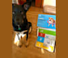 Emmett, a German Shepherd Dog and Australian Cattle Dog mix tested with EmbarkVet.com