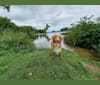 Abu, a Nova Scotia Duck Tolling Retriever and Bernese Mountain Dog mix tested with EmbarkVet.com