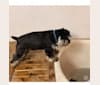 Minnie, a Miniature Schnauzer tested with EmbarkVet.com