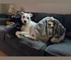Benjamin, an American Pit Bull Terrier and German Shepherd Dog mix tested with EmbarkVet.com
