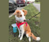 Photo of Bailey, a Collie, Shetland Sheepdog, Chihuahua, Yorkshire Terrier, Saint Bernard, and Mixed mix in Downsville, New York, USA
