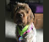 Photo of Artemis, a Wirehaired Pointing Griffon  in St Paul, OR, USA
