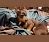 Ries, a Chihuahua and Pomeranian mix tested with EmbarkVet.com