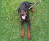 Mau, a Doberman Pinscher tested with EmbarkVet.com