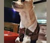 Austin "Sausage" Kim, a Poodle (Small) and Chihuahua mix tested with EmbarkVet.com