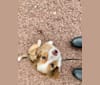 Photo of Rocket, a Shetland Sheepdog, Collie, Chihuahua, Yorkshire Terrier, Saint Bernard, and Mixed mix in Philadelphia, Pennsylvania, USA