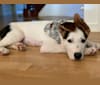 Henry, an Australian Cattle Dog and Siberian Husky mix tested with EmbarkVet.com