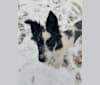 Photo of Floyd, a German Shepherd Dog, Australian Cattle Dog, Labrador Retriever, and Mixed mix in Fulton, AR, USA