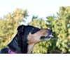 Samera, a Collie and Rottweiler mix tested with EmbarkVet.com