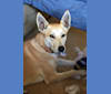Molly, a German Shepherd Dog and Chow Chow mix tested with EmbarkVet.com