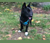 Lucas, an East Asian Village Dog tested with EmbarkVet.com