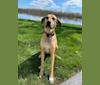 Ginger, a Catahoula Leopard Dog and Mountain Cur mix tested with EmbarkVet.com