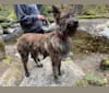 Pandora, a Berger Picard tested with EmbarkVet.com