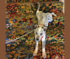 Kai, an Australian Cattle Dog tested with EmbarkVet.com