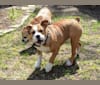 Lola, a Bulldog and Beagle mix tested with EmbarkVet.com