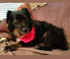 Photo of Maggie May, a Chihuahua, Pug, Poodle (Small), Pomeranian, and Mixed mix in Puerto Rico