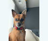 Bella Benson, a Chihuahua and Pomeranian mix tested with EmbarkVet.com