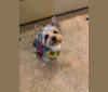 Kimber Kay, a Yorkshire Terrier tested with EmbarkVet.com