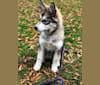 Harlee, a Siberian Husky and German Shepherd Dog mix tested with EmbarkVet.com