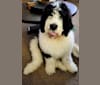 Photo of Harlan, a Poodle (Standard) and Saint Bernard mix in Glasgow, KY, USA