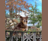 Rosie O'Doggell, an Australian Shepherd and German Shepherd Dog mix tested with EmbarkVet.com