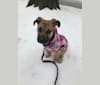 Photo of Nova, an American Pit Bull Terrier, German Shepherd Dog, Boxer, and Mixed mix in Aiken, South Carolina, USA