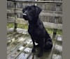 Fahren, a Labrador Retriever tested with EmbarkVet.com