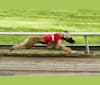 Kepi, an Afghan Hound tested with EmbarkVet.com