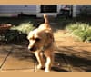 Billie Billions, a Miniature Pinscher and Yorkshire Terrier mix tested with EmbarkVet.com