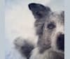 Benny, an Australian Shepherd and Australian Cattle Dog mix tested with EmbarkVet.com