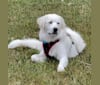 Cash, a Great Pyrenees tested with EmbarkVet.com