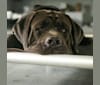 Cade, a Cane Corso tested with EmbarkVet.com