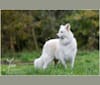 Odin, a White Shepherd and Siberian Husky mix tested with EmbarkVet.com