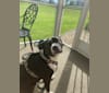 Roger, an American Bully and Rat Terrier mix tested with EmbarkVet.com