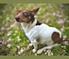 Ms Honey Graham, a Teddy Roosevelt Terrier tested with EmbarkVet.com