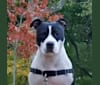 Photo of Harriet, an American Pit Bull Terrier  in Buffalo, New York, USA