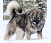 Andromeda, an Alaskan Malamute and German Shepherd Dog mix tested with EmbarkVet.com