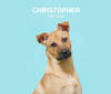 Christopher, a Formosan Mountain Dog tested with EmbarkVet.com