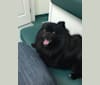 Marlin, a Pomeranian tested with EmbarkVet.com