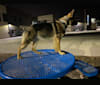 Mina, a German Shepherd Dog tested with EmbarkVet.com