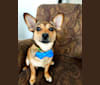 Cooper, a Chihuahua and Pomeranian mix tested with EmbarkVet.com