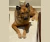 Photo of Max, a Chow Chow, Rottweiler, German Shepherd Dog, and Mixed mix in Puerto Rico