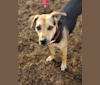 Hunter, a Labrador Retriever and Miniature Schnauzer mix tested with EmbarkVet.com