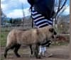 Naga, a German Shepherd Dog and Alaskan Malamute mix tested with EmbarkVet.com